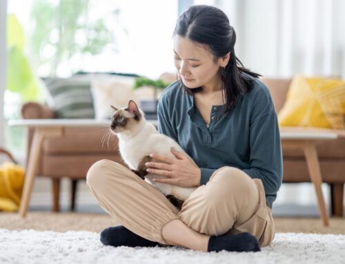 Preparing Your Pet for an In-Home Vet Visit