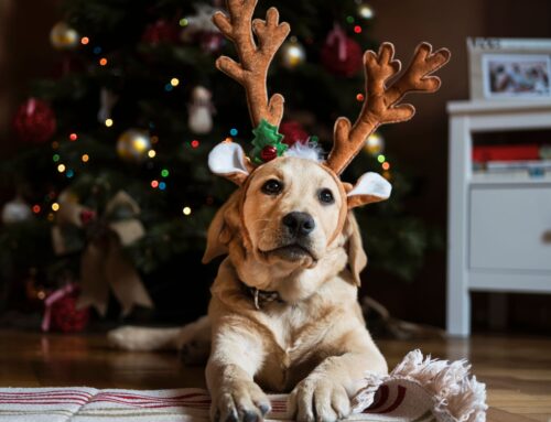 Holiday Pet Care Made Easy